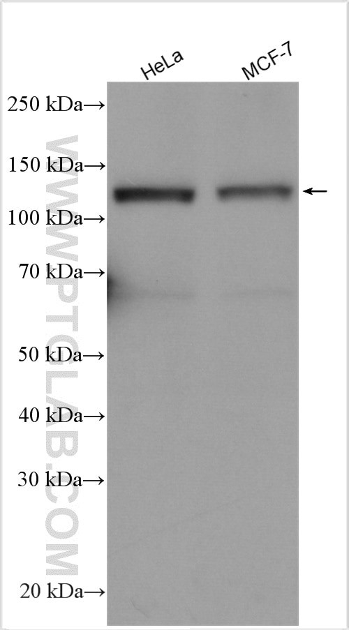 SREBF1 Antibody in Western Blot (WB)