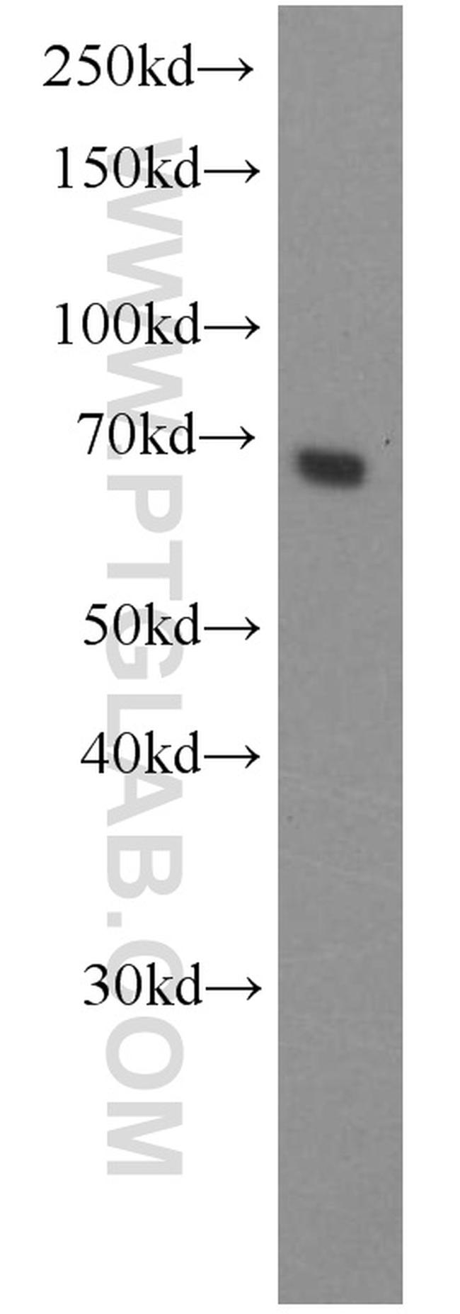 ACBD3 Antibody in Western Blot (WB)