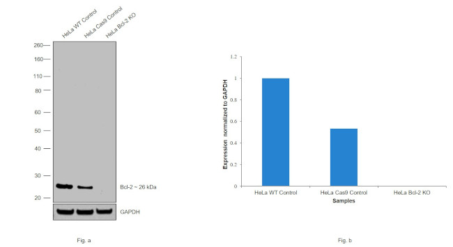 Bcl-2 Antibody