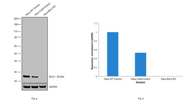 Bcl-2 Antibody in Western Blot (WB)