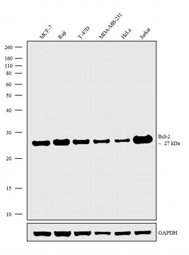 Bcl-2 Antibody in Western Blot (WB)