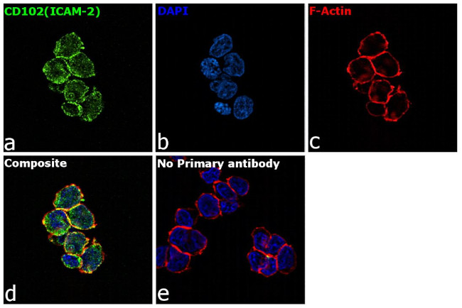 CD102 (ICAM-2) Antibody in Immunocytochemistry (ICC/IF)