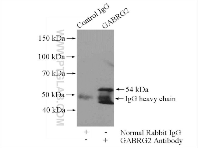 GABRG2 Antibody in Immunoprecipitation (IP)