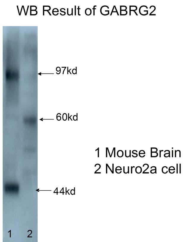 GABRG2 Antibody in Western Blot (WB)