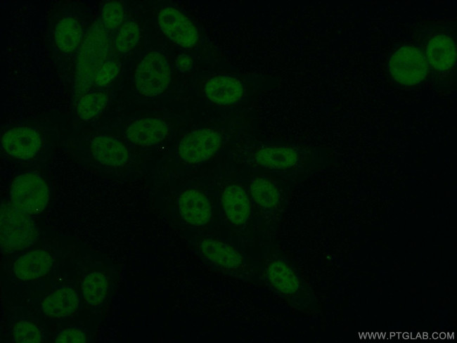 ARNT/HIF1B Antibody in Immunocytochemistry (ICC/IF)