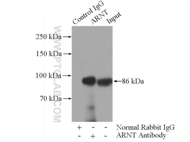 ARNT/HIF1B Antibody in Immunoprecipitation (IP)