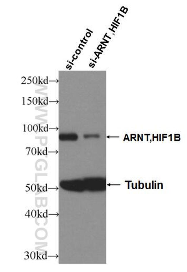 ARNT/HIF1B Antibody in Western Blot (WB)