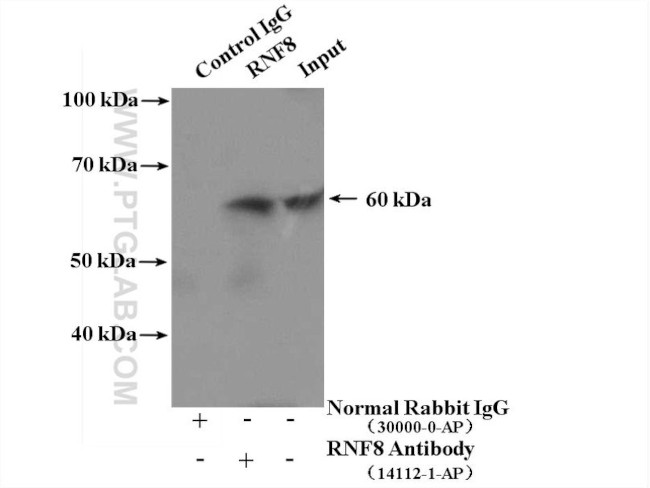 RNF8 Antibody in Immunoprecipitation (IP)