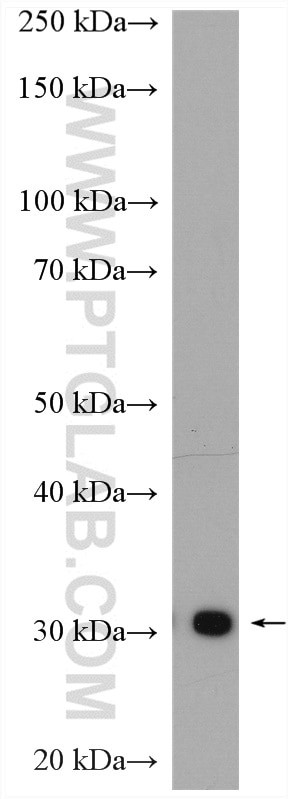 ASPH Antibody in Western Blot (WB)