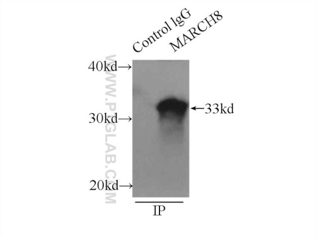 MARCH8 Antibody in Immunoprecipitation (IP)