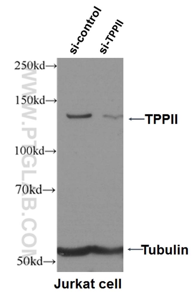 TPPII Antibody in Western Blot (WB)