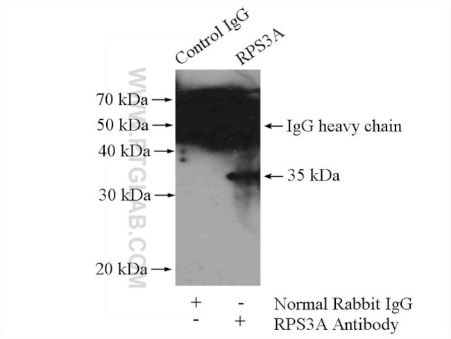 RPS3A Antibody in Immunoprecipitation (IP)