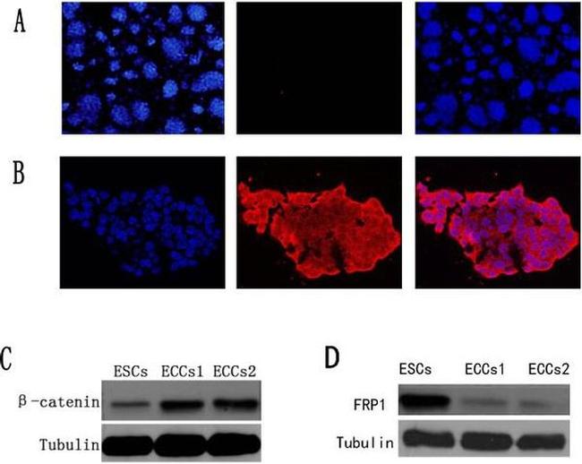 CD133 (Prominin-1) Antibody in Immunocytochemistry (ICC/IF)