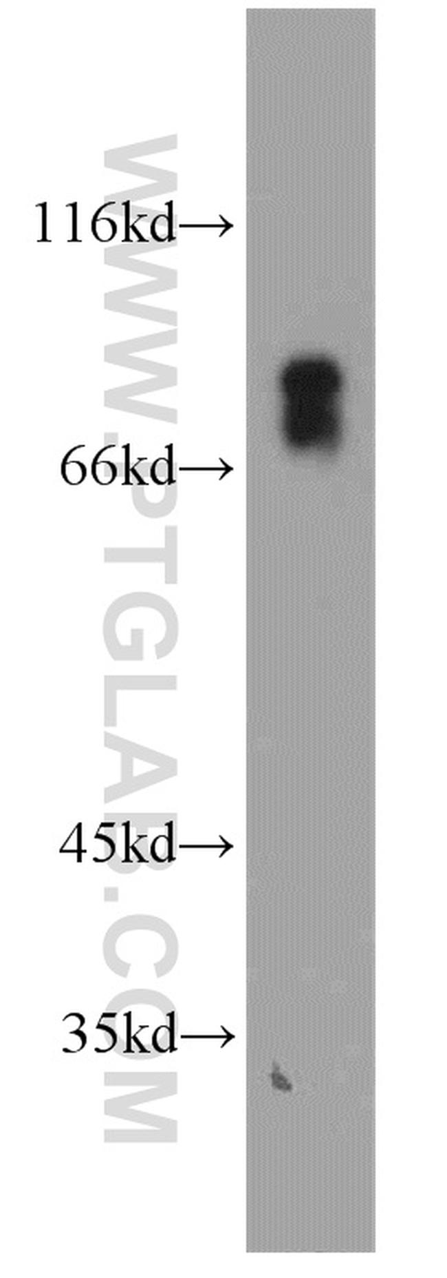 VSIG1 Antibody in Western Blot (WB)