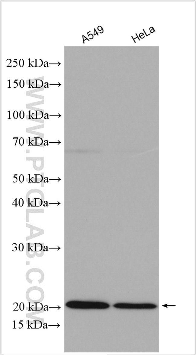 IL-18BP Antibody in Western Blot (WB)