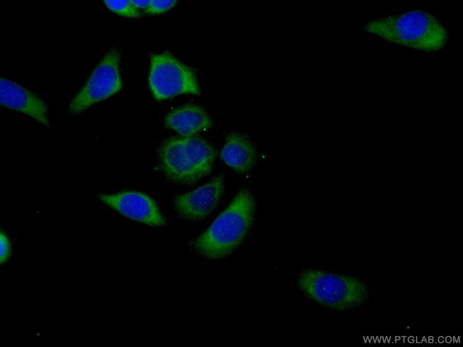 HVCN1 Antibody in Immunocytochemistry (ICC/IF)