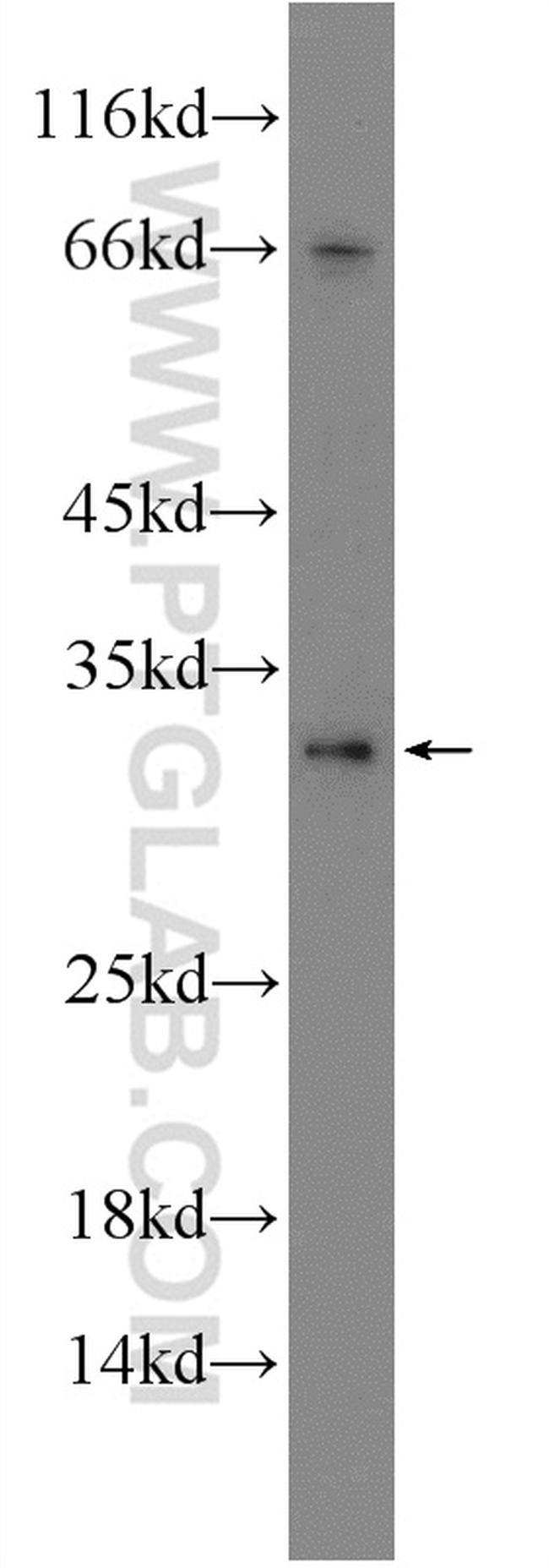 HVCN1 Antibody in Western Blot (WB)