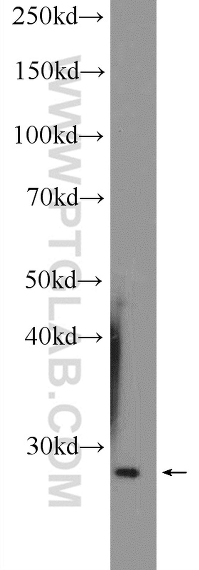 HVCN1 Antibody in Western Blot (WB)