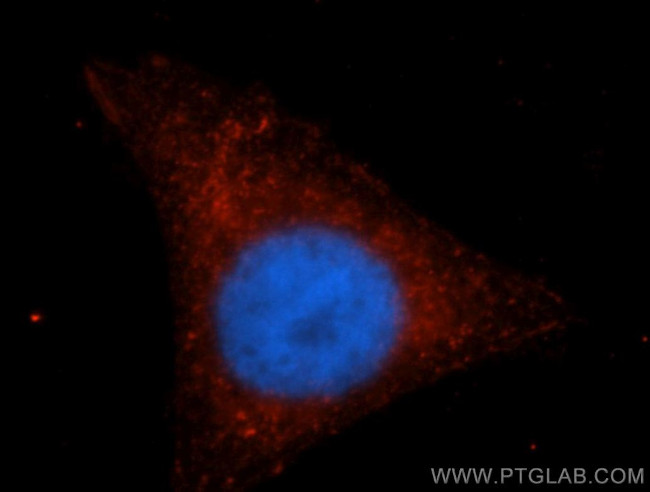 IRF9 Antibody in Immunocytochemistry (ICC/IF)