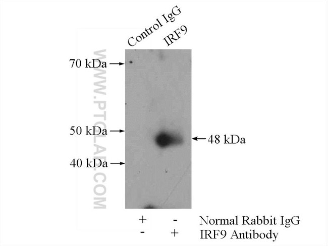 IRF9 Antibody in Immunoprecipitation (IP)