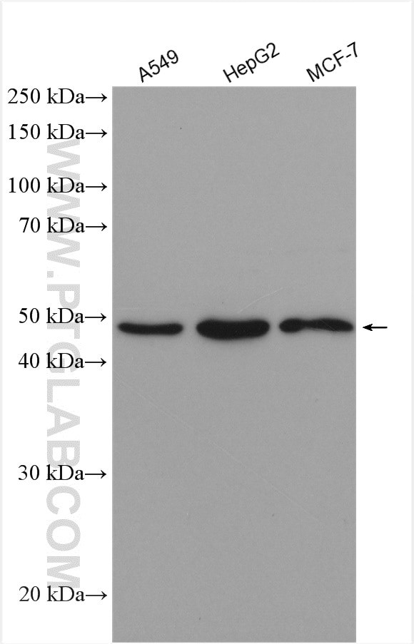 IRF9 Antibody in Western Blot (WB)