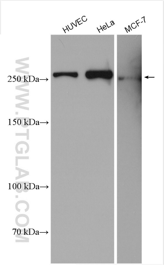 Talin-1 Antibody in Western Blot (WB)