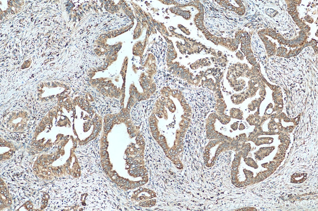 UGCGL1 Antibody in Immunohistochemistry (Paraffin) (IHC (P))