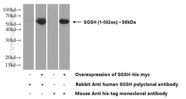 SGSH Antibody in Western Blot (WB)