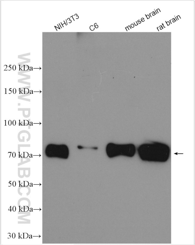 PKC delta Antibody in Western Blot (WB)