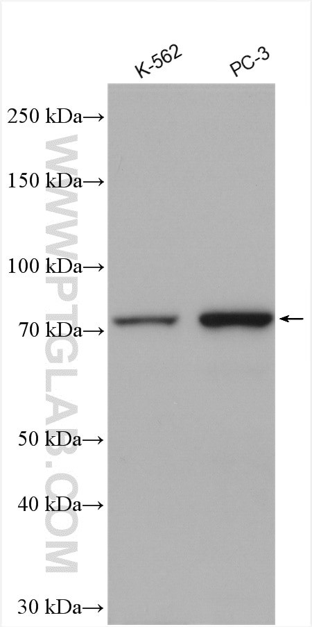 TNK1 Antibody in Western Blot (WB)