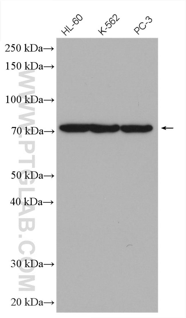 TNK1 Antibody in Western Blot (WB)