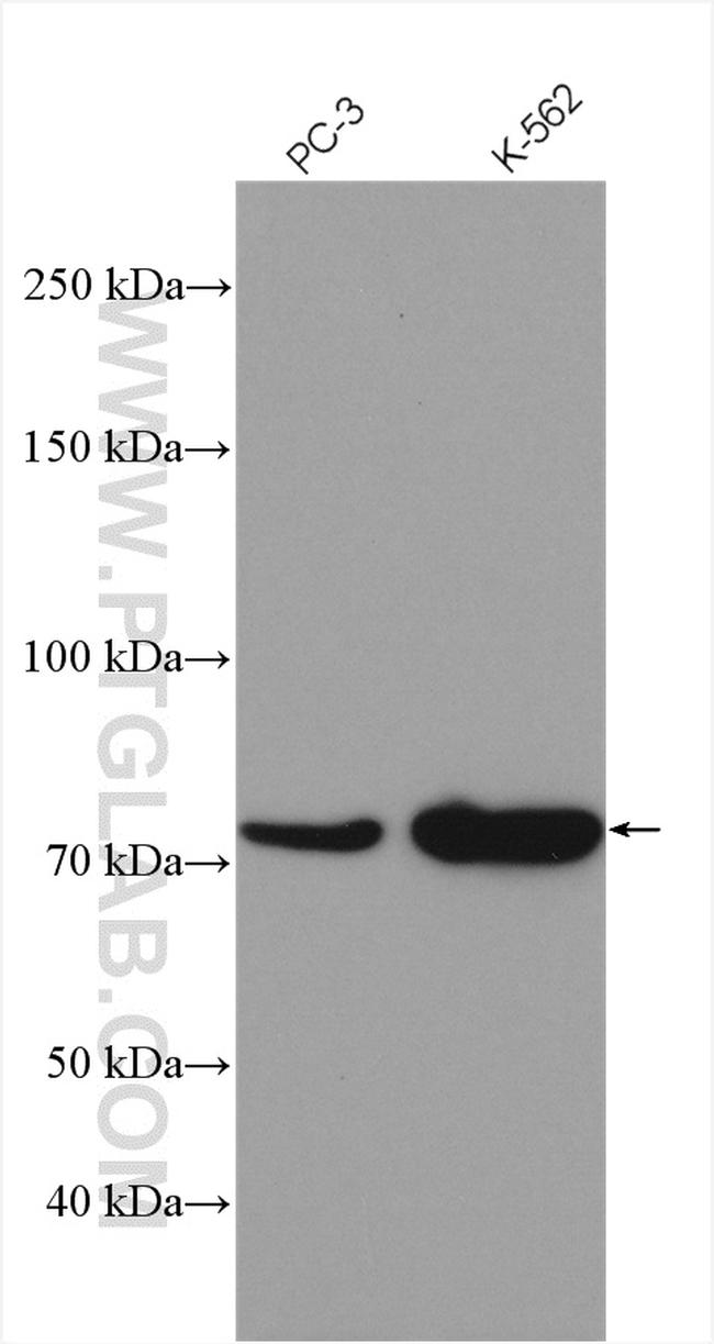 TNK1 Antibody in Western Blot (WB)