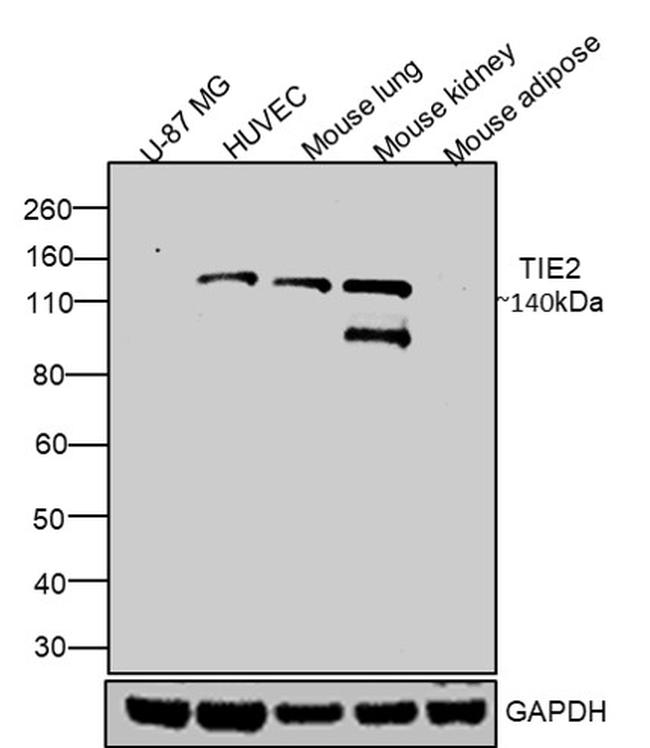 CD202b (TIE2) Antibody in Western Blot (WB)