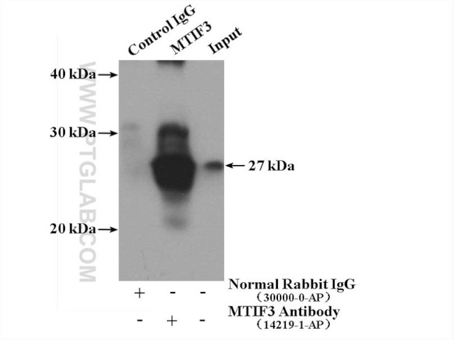 MTIF3 Antibody in Immunoprecipitation (IP)