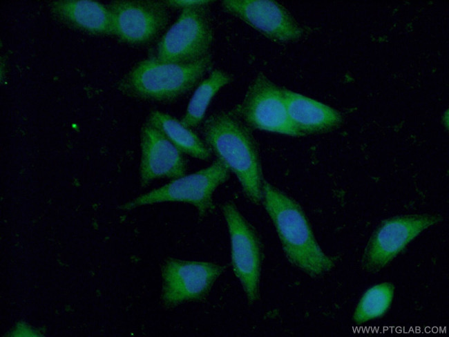 STAU1 Antibody in Immunocytochemistry (ICC/IF)
