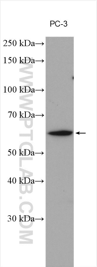 STXBP4 Antibody in Western Blot (WB)