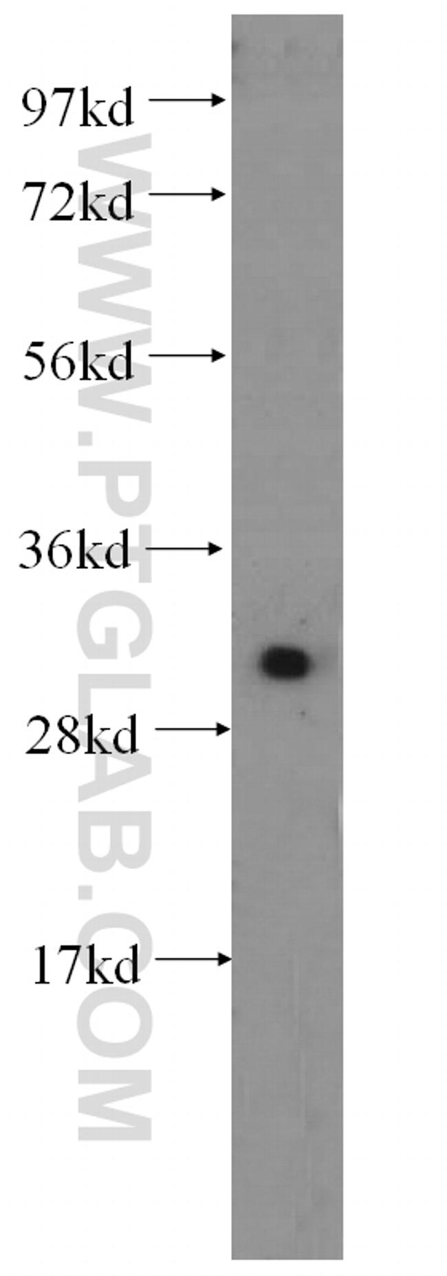 Kallikrein 8 Antibody in Western Blot (WB)