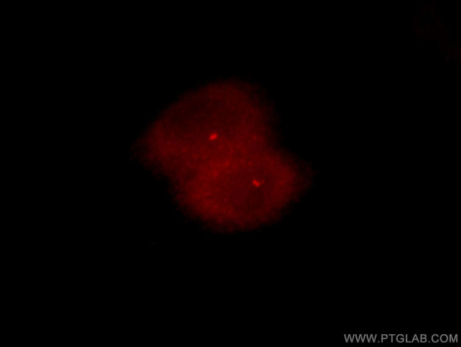 NEK2 Antibody in Immunocytochemistry (ICC/IF)