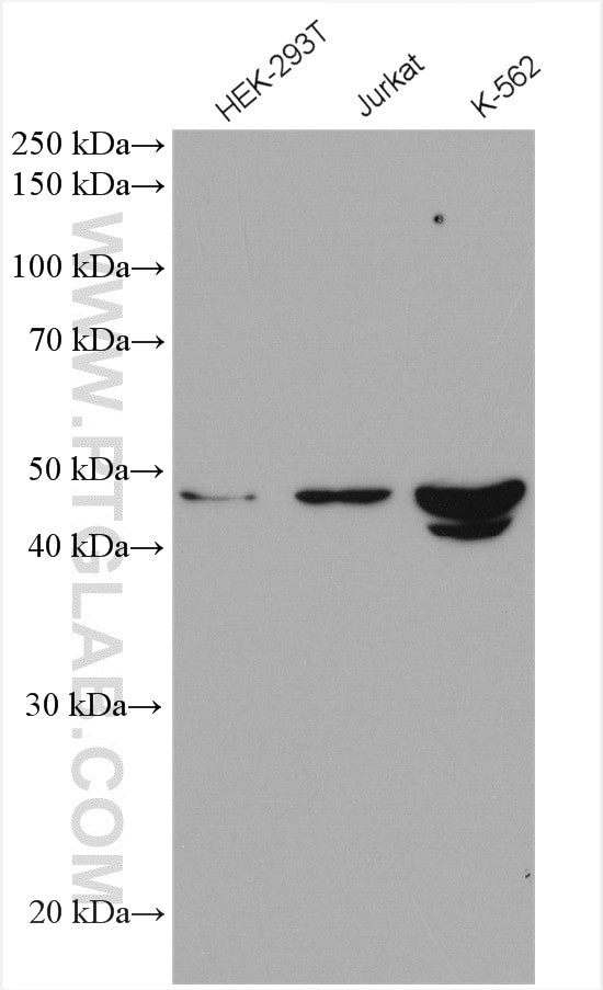 NEK2 Antibody in Western Blot (WB)