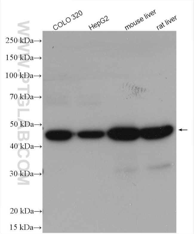 SUCLG2 Antibody in Western Blot (WB)