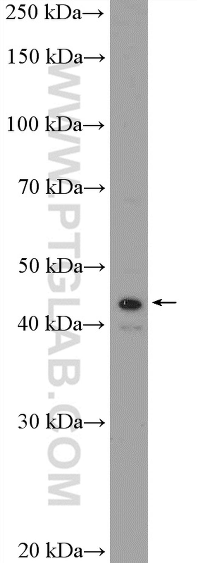 NR2E3 Antibody in Western Blot (WB)