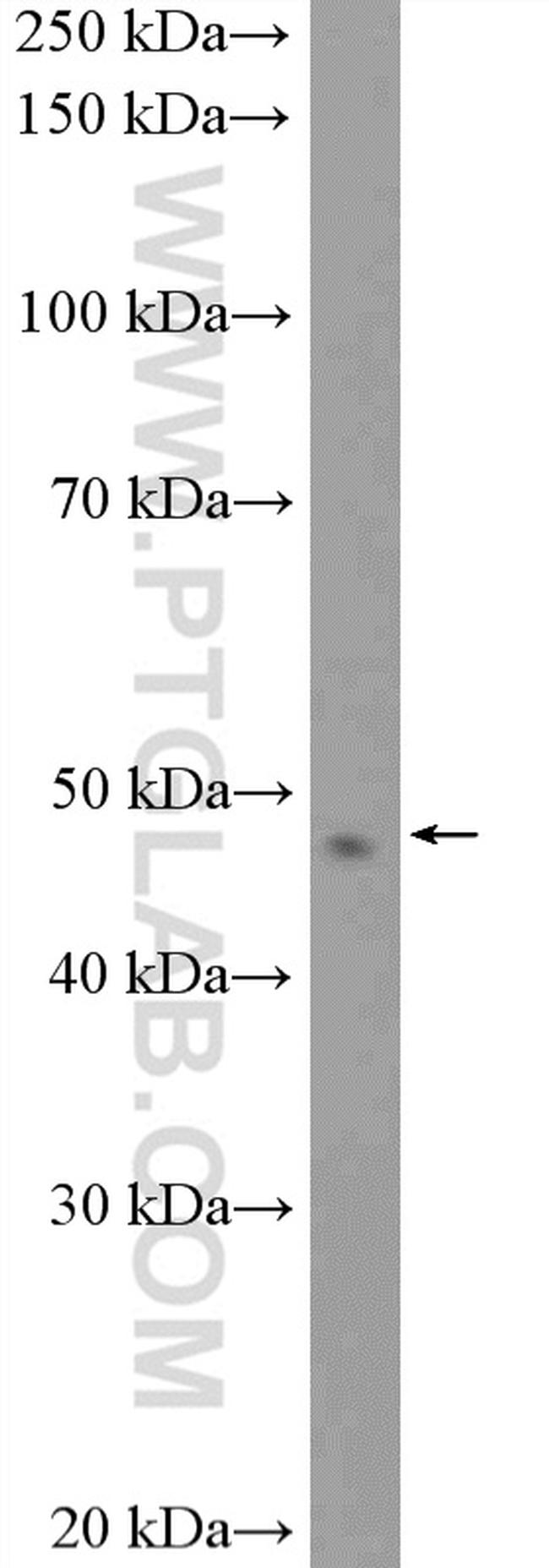 NR2E3 Antibody in Western Blot (WB)