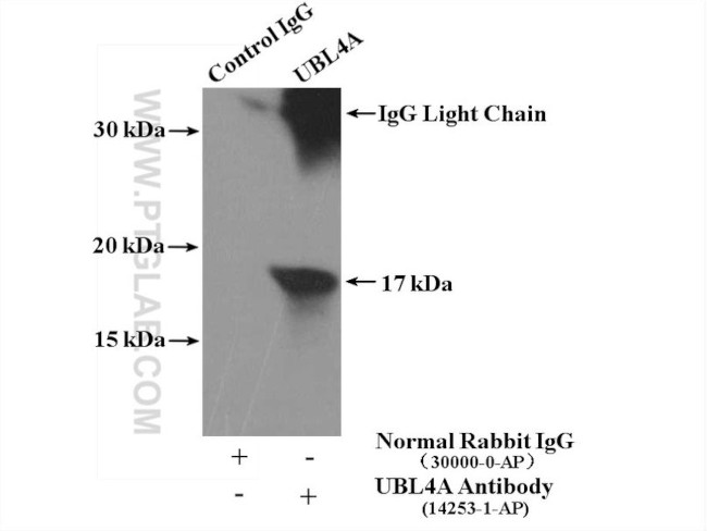 UBL4A Antibody in Immunoprecipitation (IP)