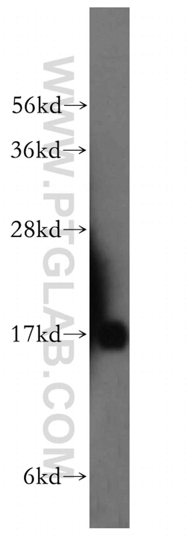 UBL4A Antibody in Western Blot (WB)