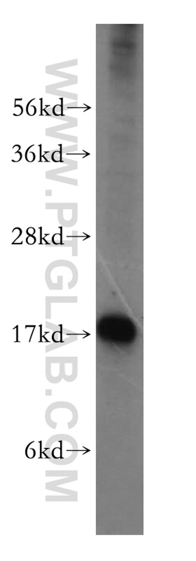 UBL4A Antibody in Western Blot (WB)