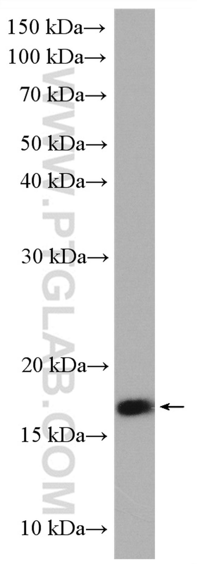 UBL4A Antibody in Western Blot (WB)