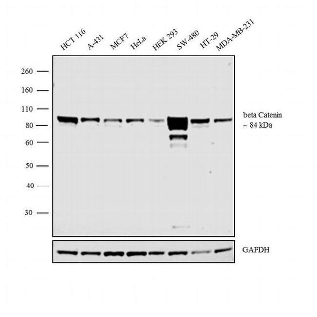 beta Catenin Antibody in Western Blot (WB)