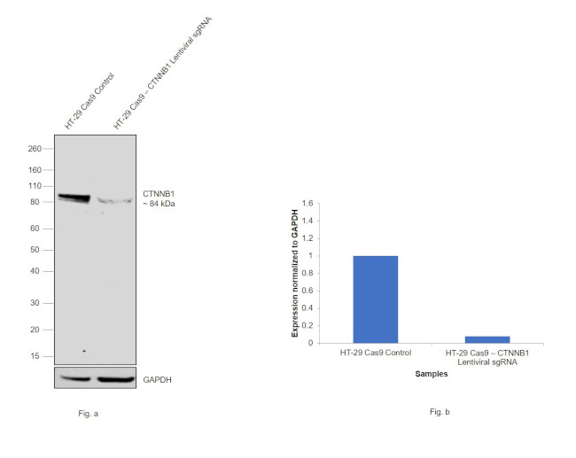 beta Catenin Antibody