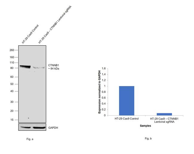 beta Catenin Antibody in Western Blot (WB)