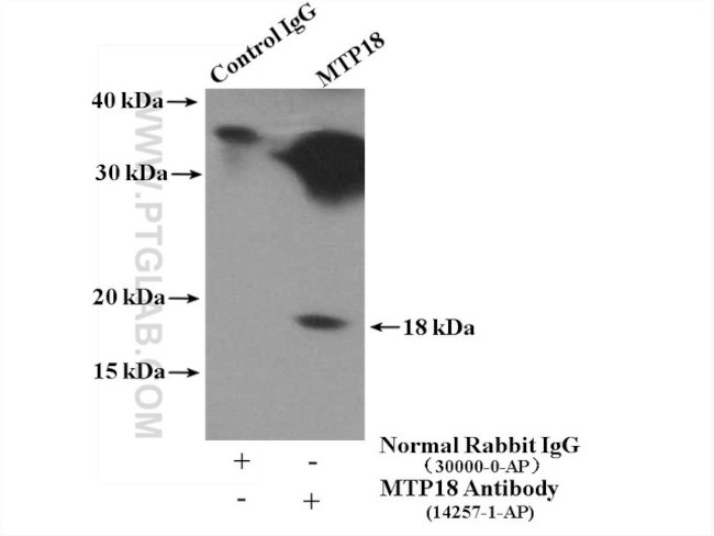 MTP18 Antibody in Immunoprecipitation (IP)